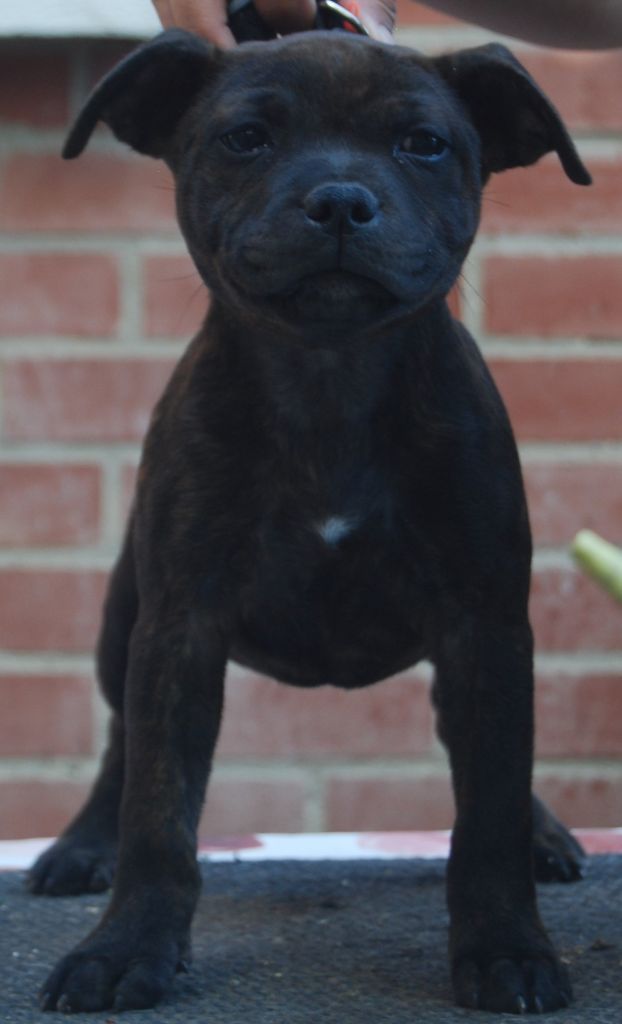 CH. Ripley ellen of the upper staff kennel