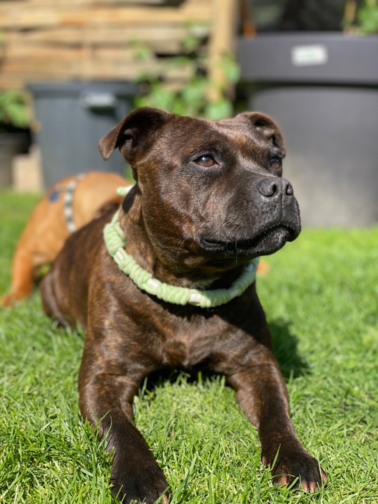 CH. Ripley ellen of the upper staff kennel