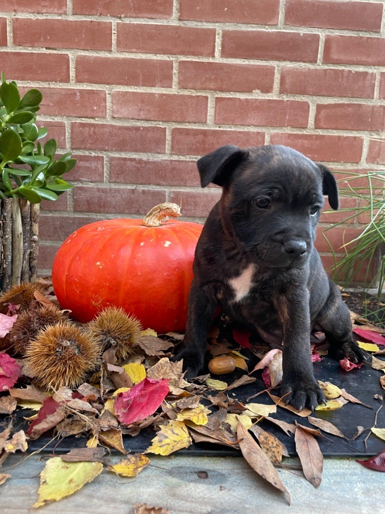 of the Bubble Staff - Chiot disponible  - Staffordshire Bull Terrier