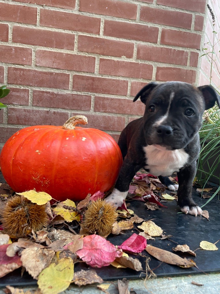 of the Bubble Staff - Chiot disponible  - Staffordshire Bull Terrier