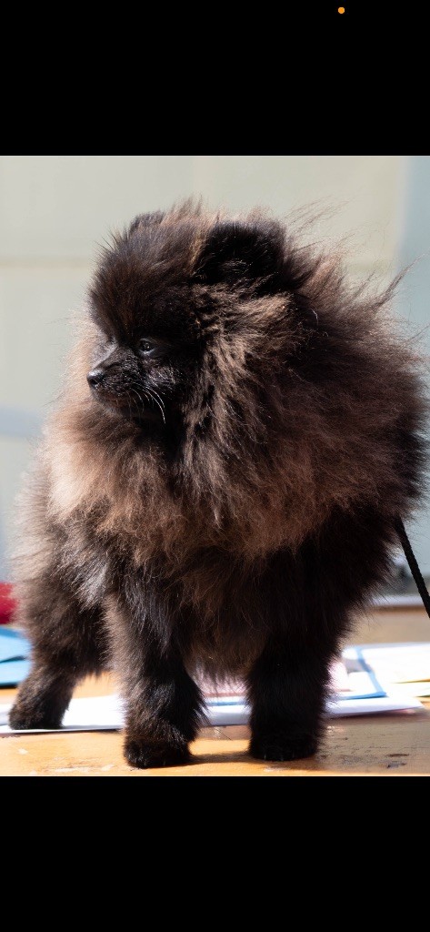 Urus De La Beauté Française