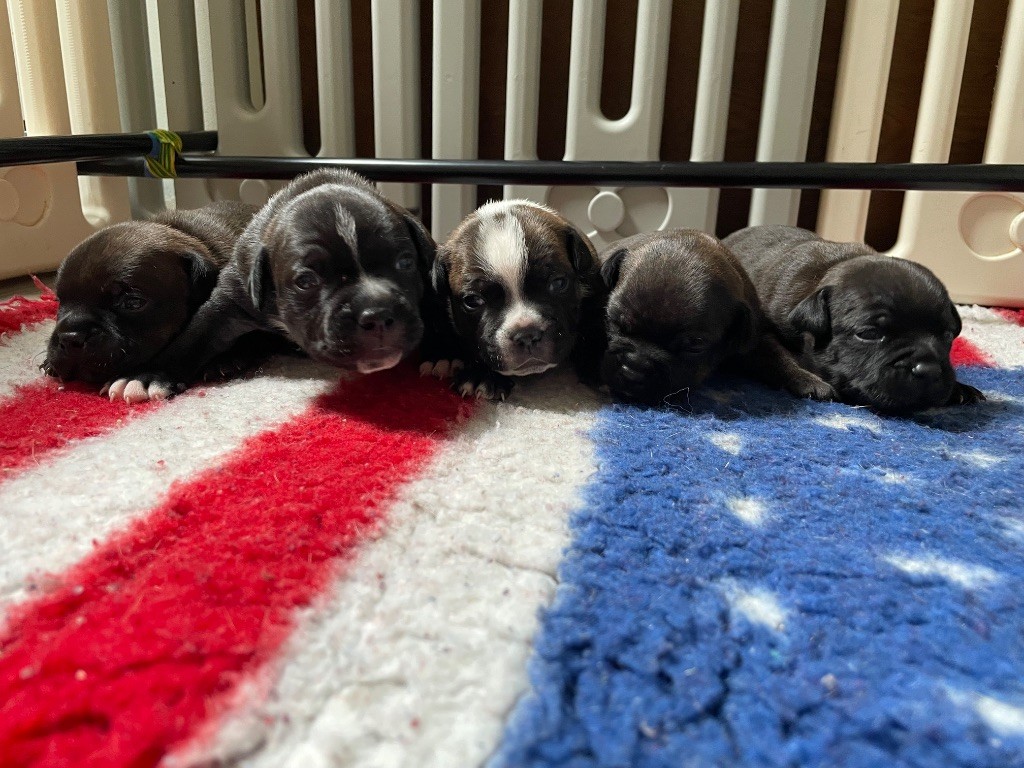 Chiot Staffordshire Bull Terrier of the Bubble Staff