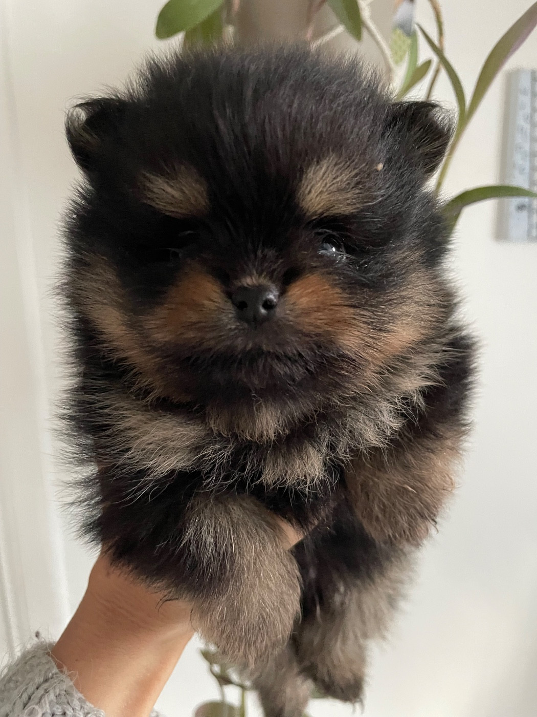 of the Bubble Staff - Chiots disponibles - Spitz allemand