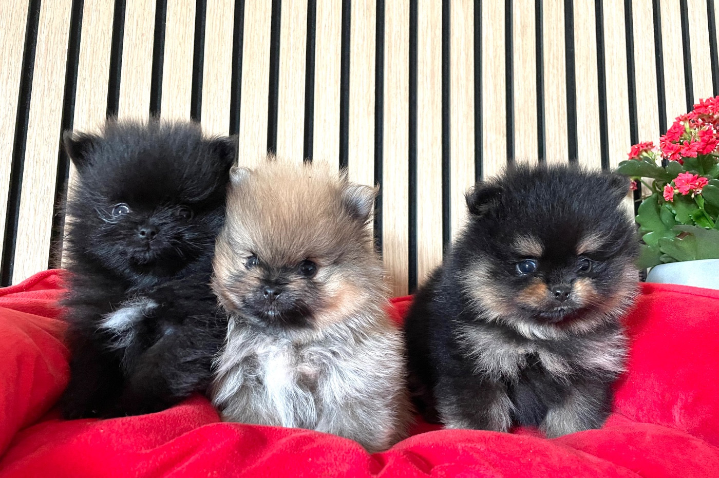 Chiot Spitz allemand of the Bubble Staff