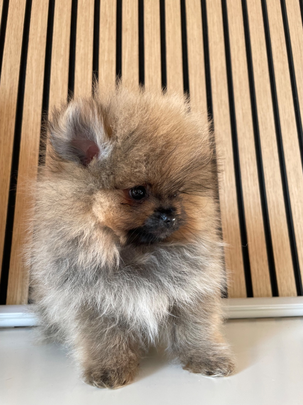 of the Bubble Staff - Chiots disponibles - Spitz allemand