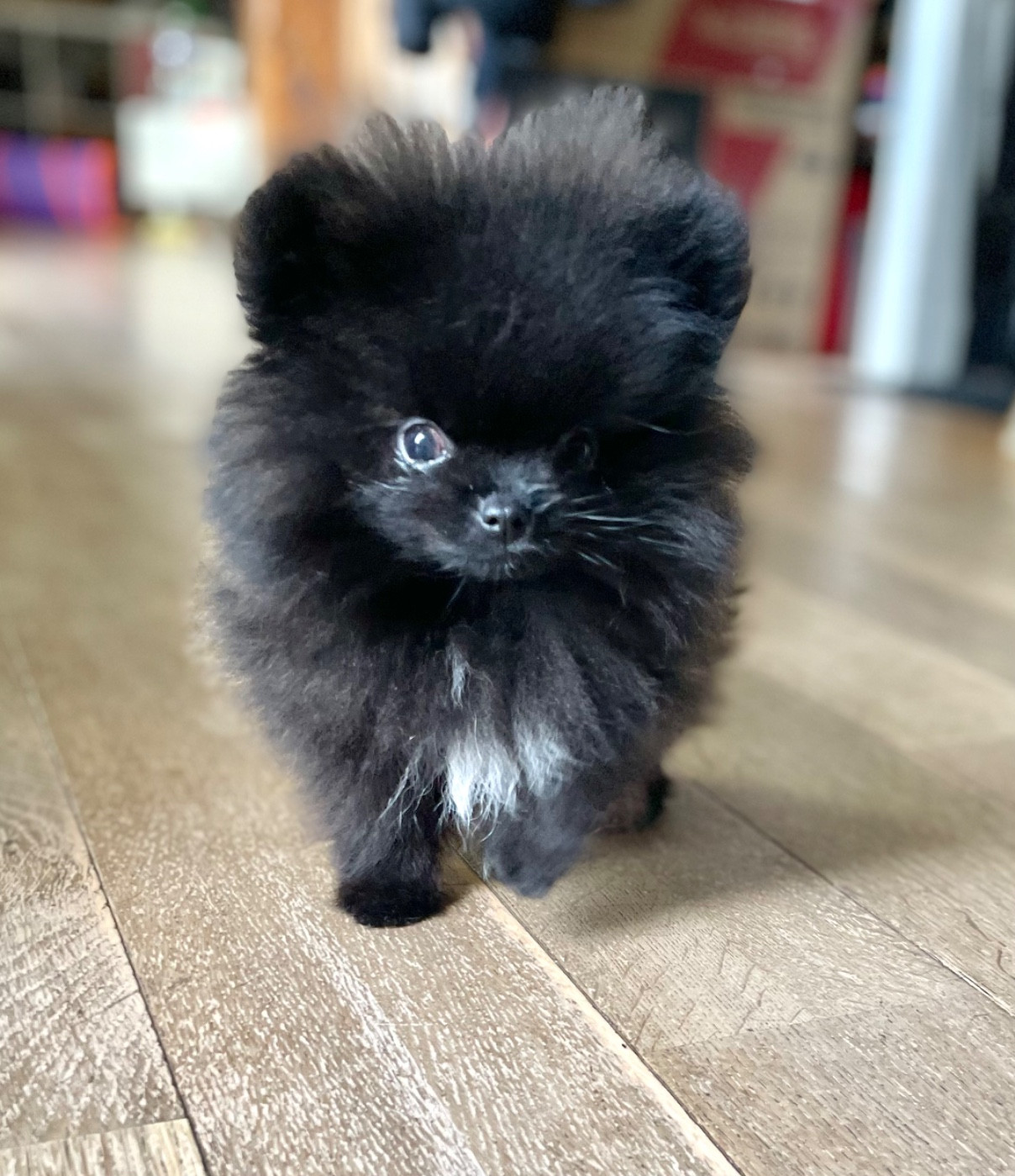 of the Bubble Staff - Chiots disponibles - Spitz allemand