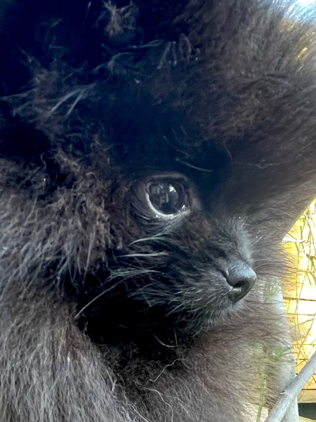 of the Bubble Staff - Chiots disponibles - Spitz allemand