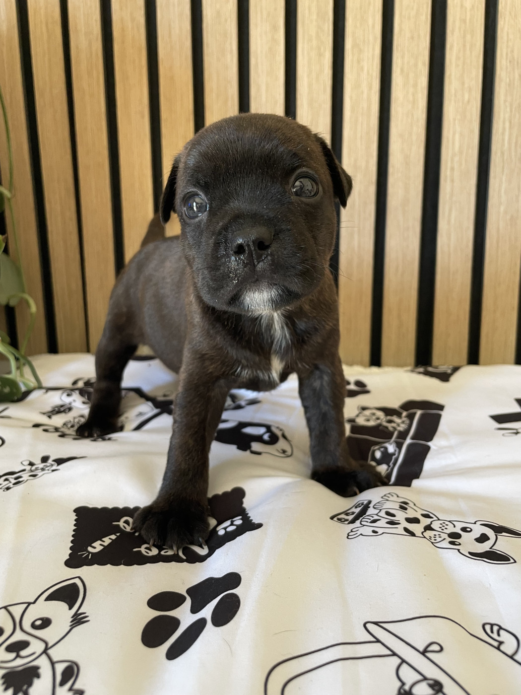 of the Bubble Staff - Chiots disponibles - Staffordshire Bull Terrier
