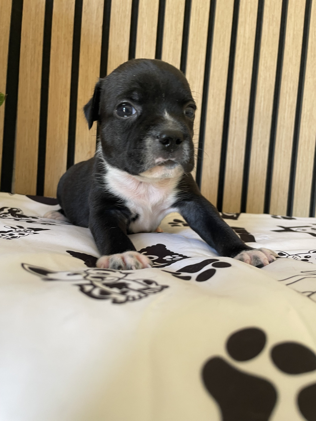 of the Bubble Staff - Chiots disponibles - Staffordshire Bull Terrier