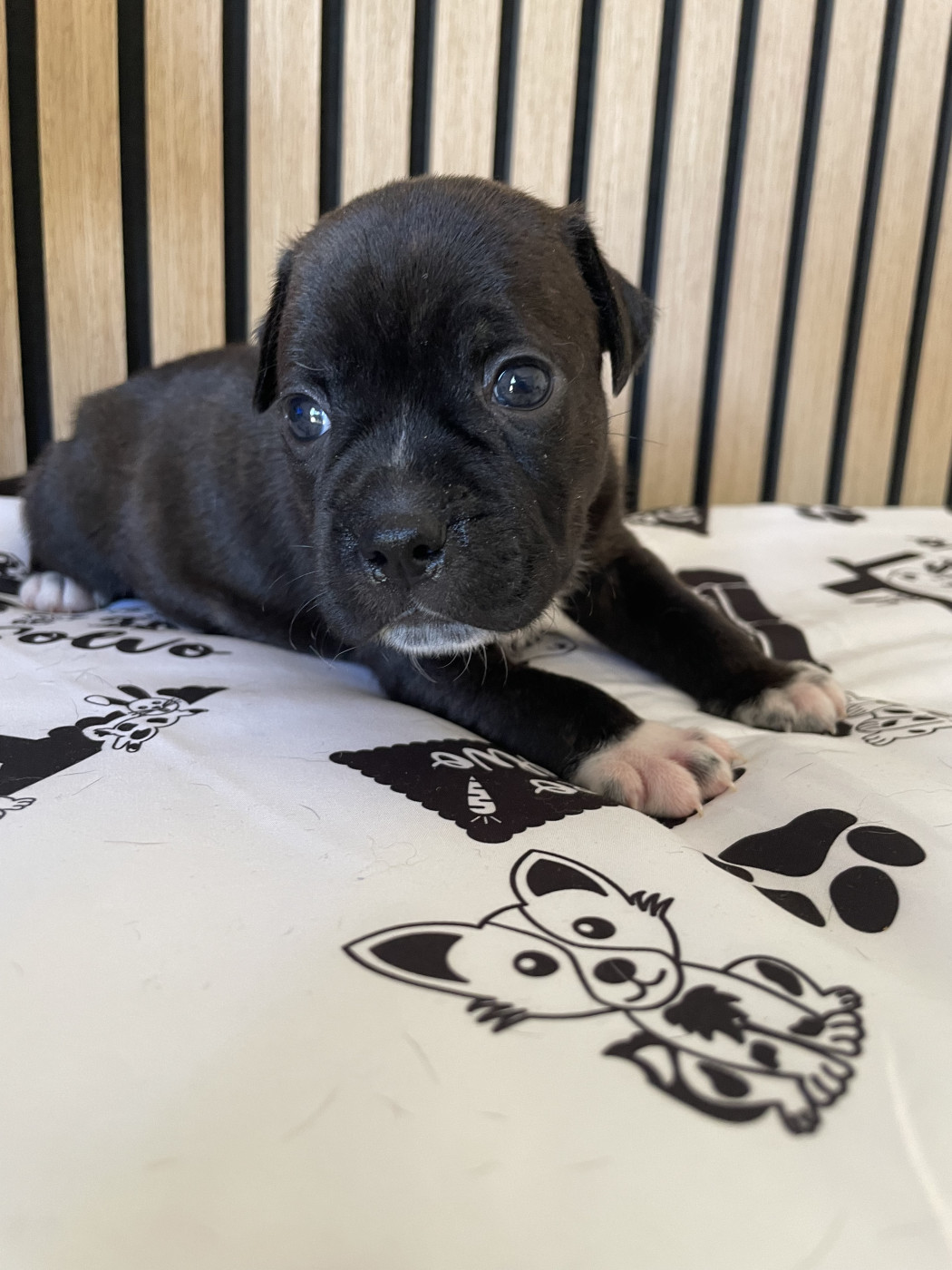 of the Bubble Staff - Chiots disponibles - Staffordshire Bull Terrier