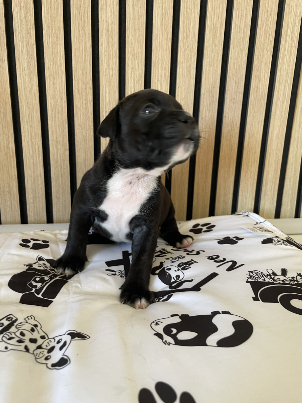 of the Bubble Staff - Chiots disponibles - Staffordshire Bull Terrier