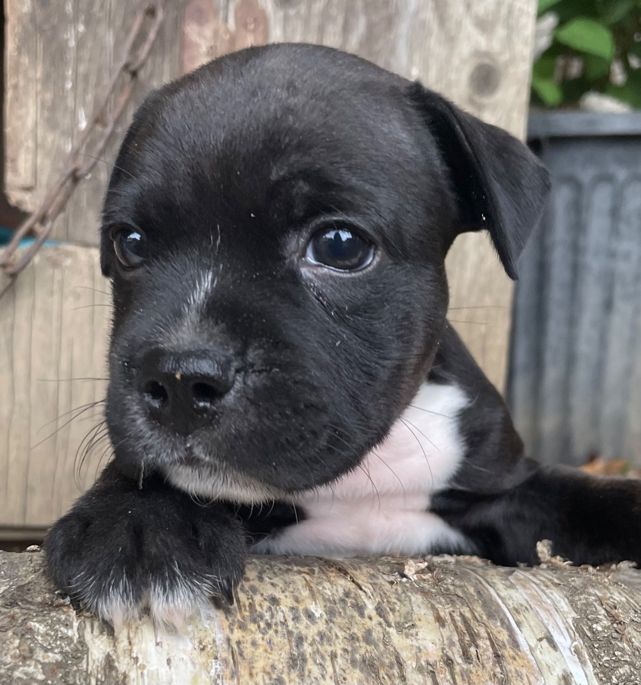 of the Bubble Staff - Chiots disponibles - Staffordshire Bull Terrier