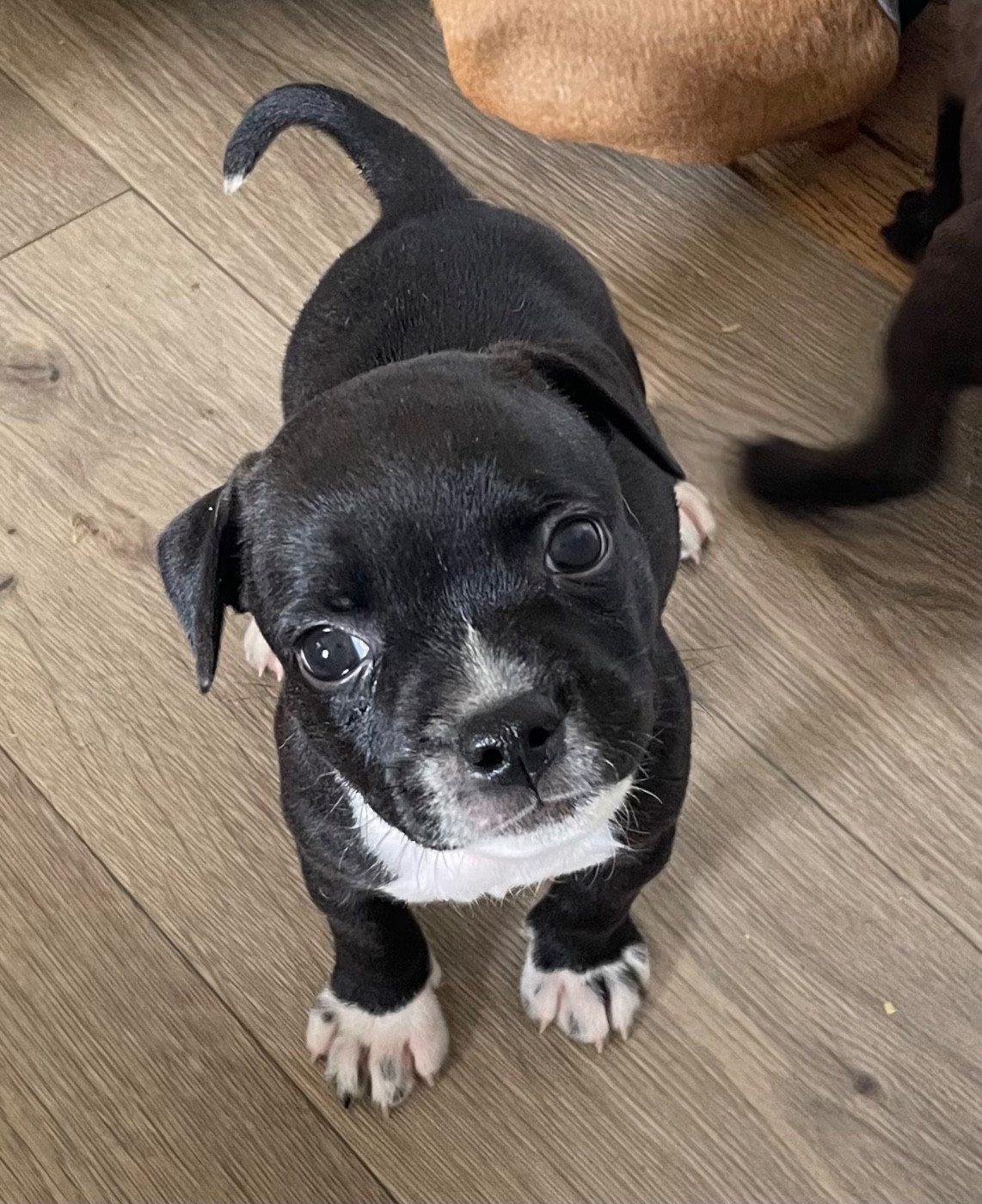 of the Bubble Staff - Chiots disponibles - Staffordshire Bull Terrier
