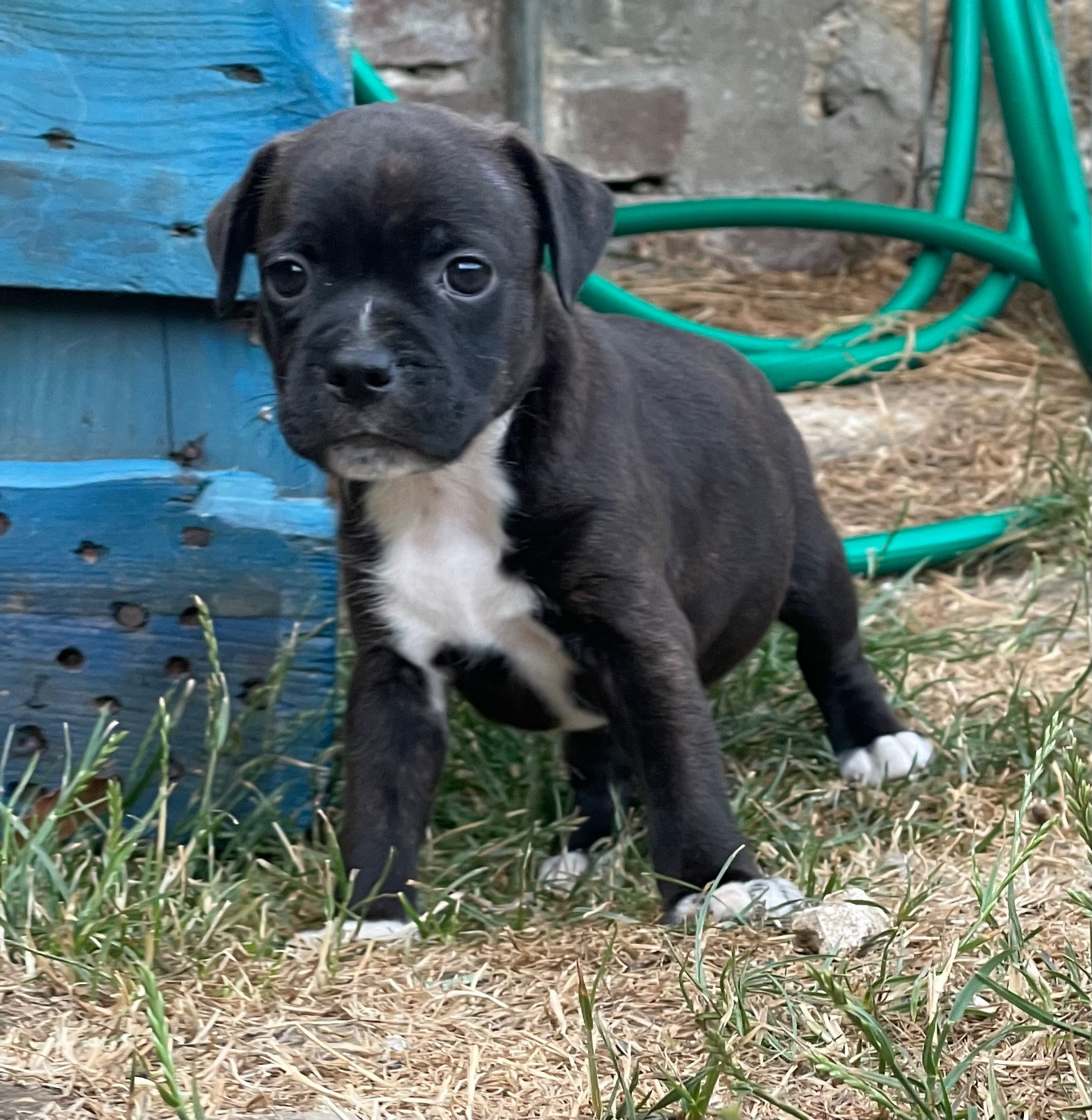 of the Bubble Staff - Chiots disponibles - Staffordshire Bull Terrier