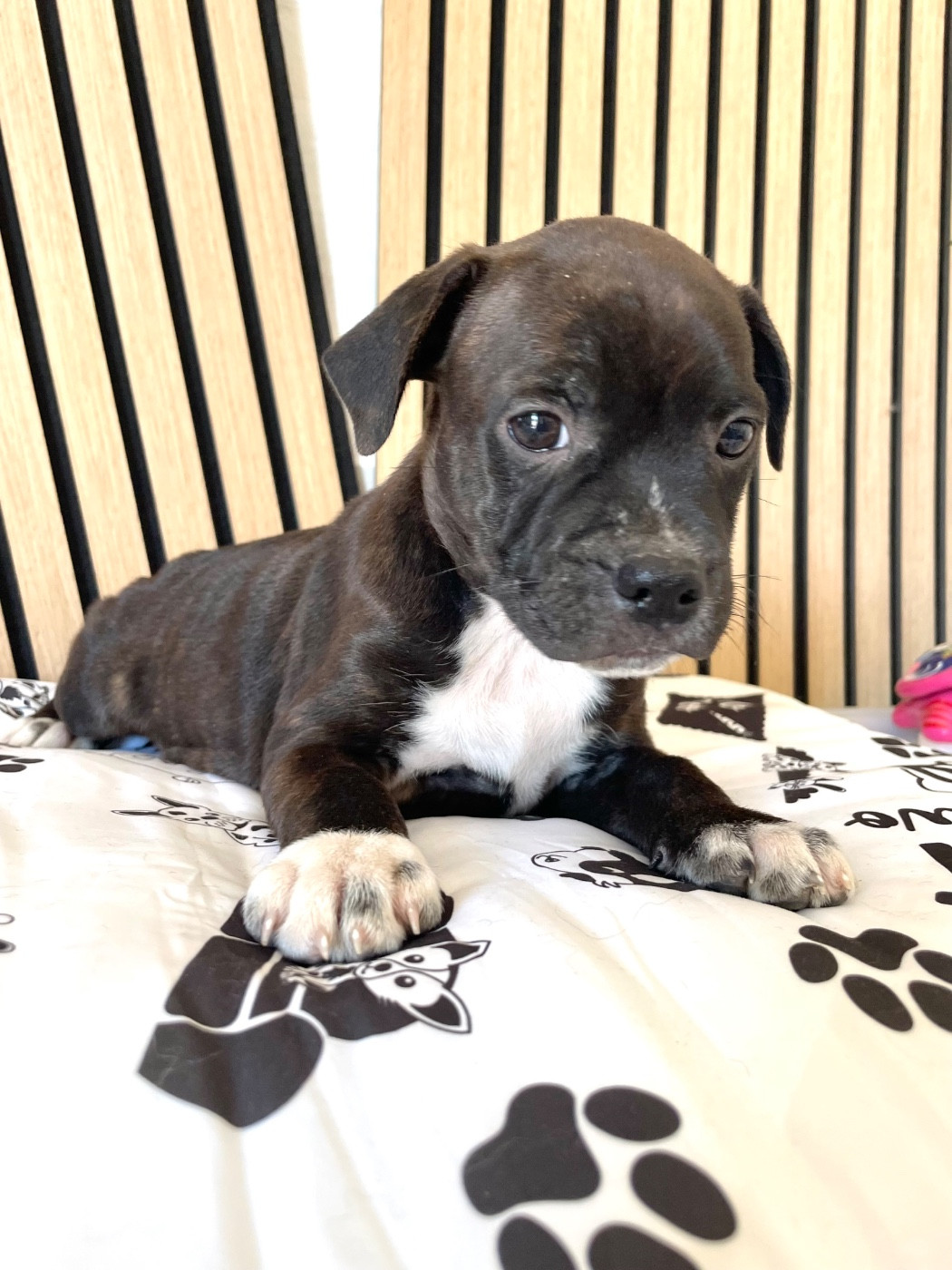 of the Bubble Staff - Chiots disponibles - Staffordshire Bull Terrier