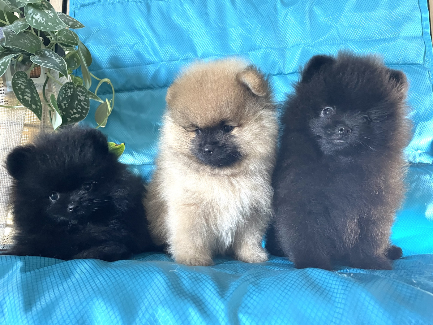 Chiot Spitz allemand of the Bubble Staff