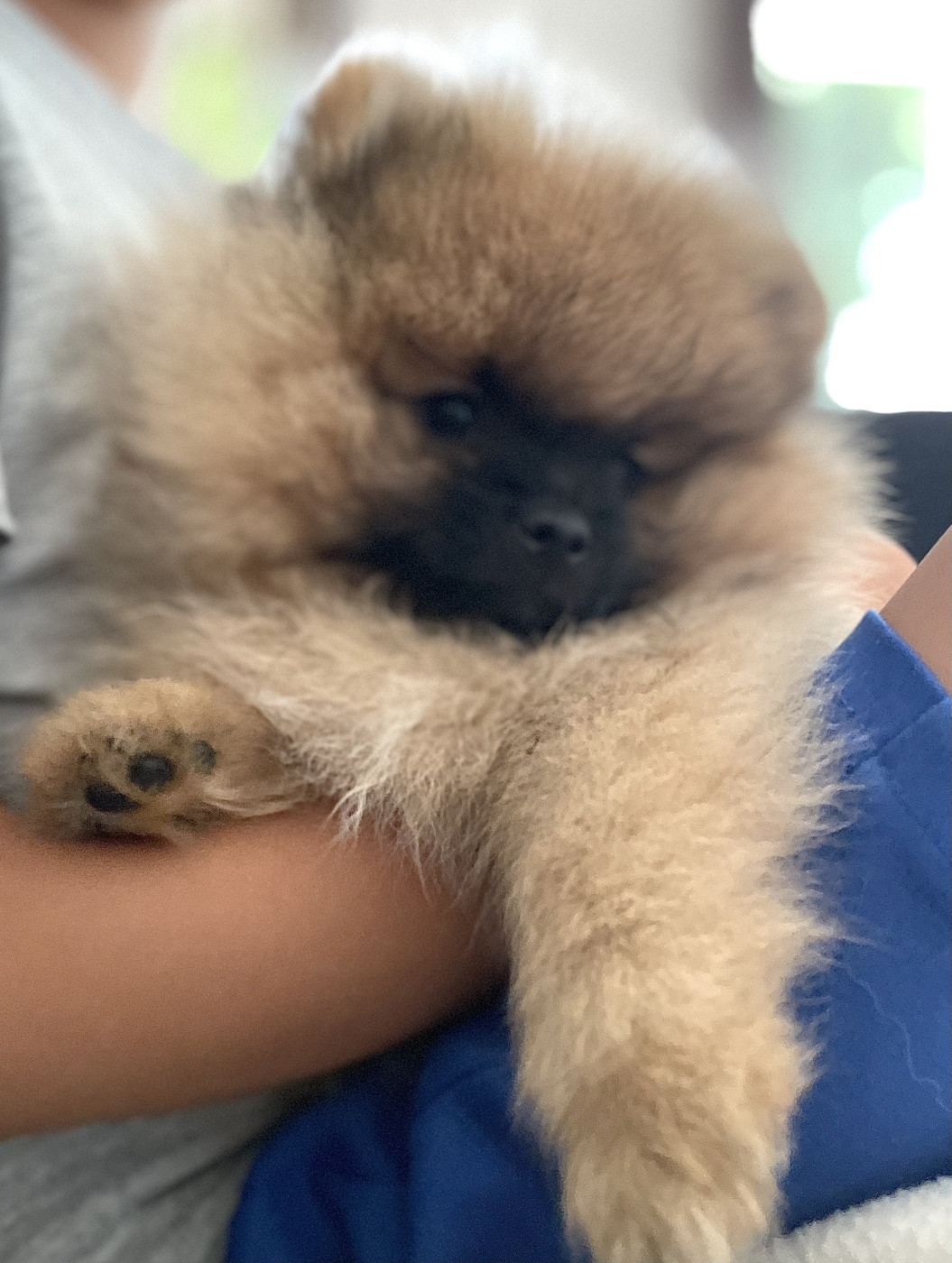 of the Bubble Staff - Chiots disponibles - Spitz allemand