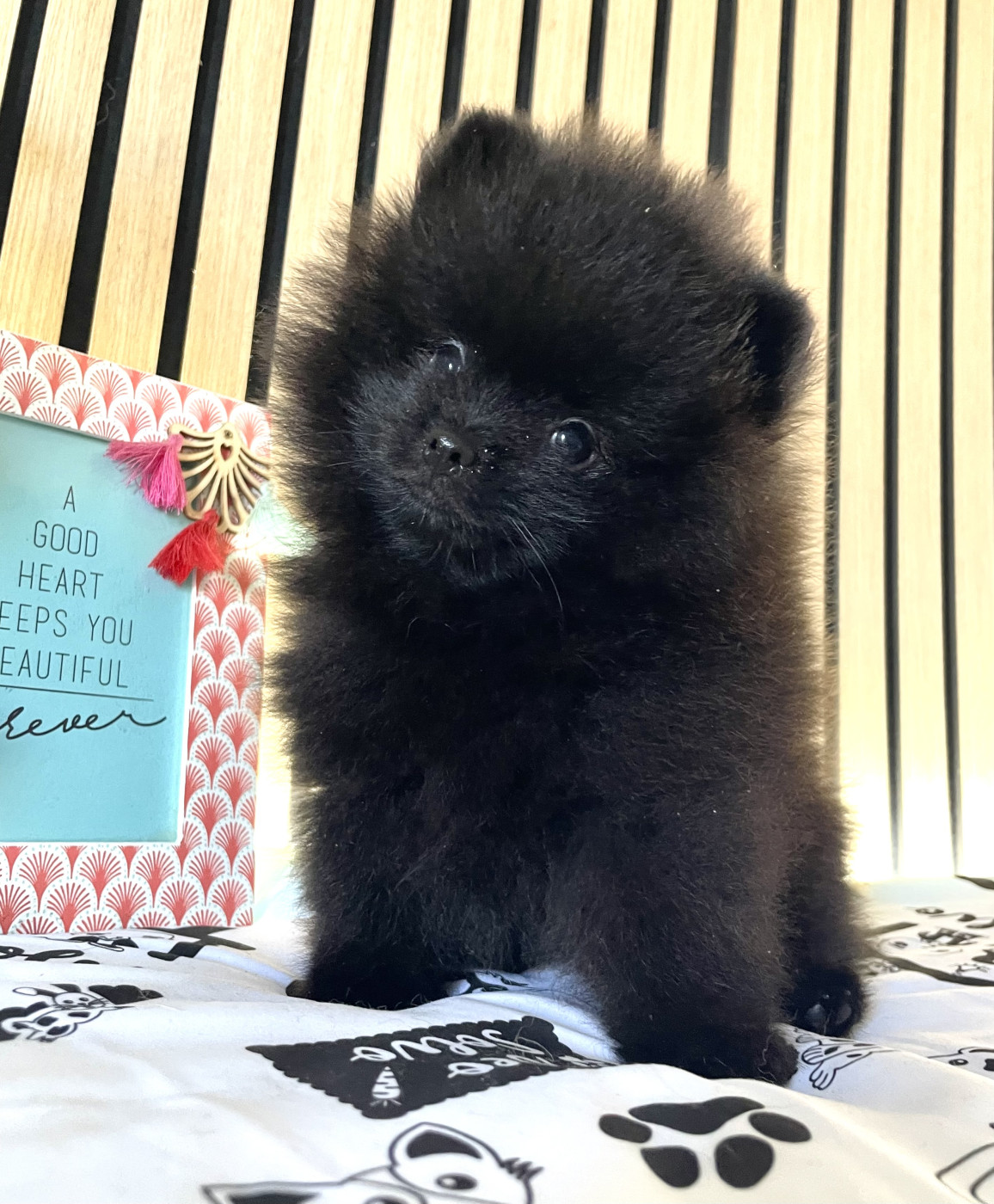of the Bubble Staff - Chiots disponibles - Spitz allemand