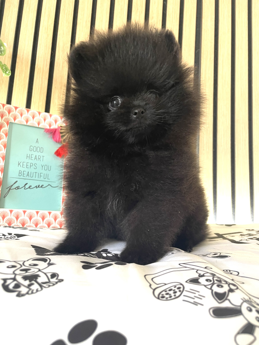 of the Bubble Staff - Chiots disponibles - Spitz allemand