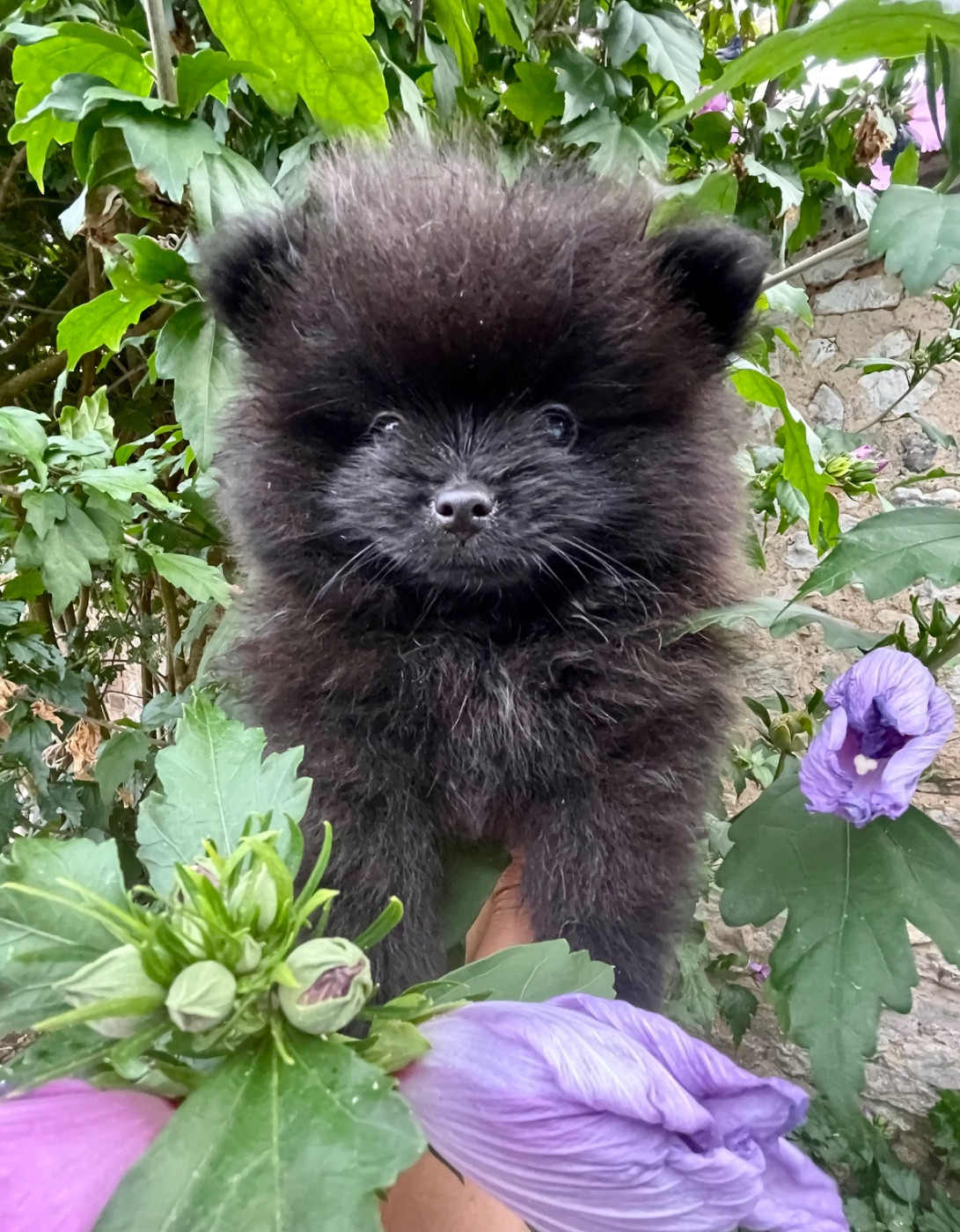 of the Bubble Staff - Chiots disponibles - Spitz allemand