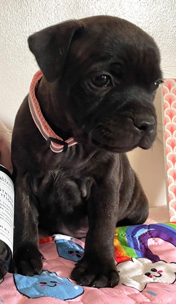 of the Bubble Staff - Chiots disponibles - Staffordshire Bull Terrier